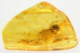 Detailed Fossil Lady Bug (Coccinellidae) in Baltic Amber - Uncommon #357774-1
